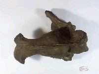 老虎顱骨化石藏品圖，第1張